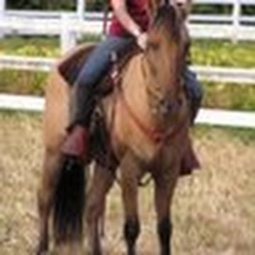 Profile photo of tracilapworth